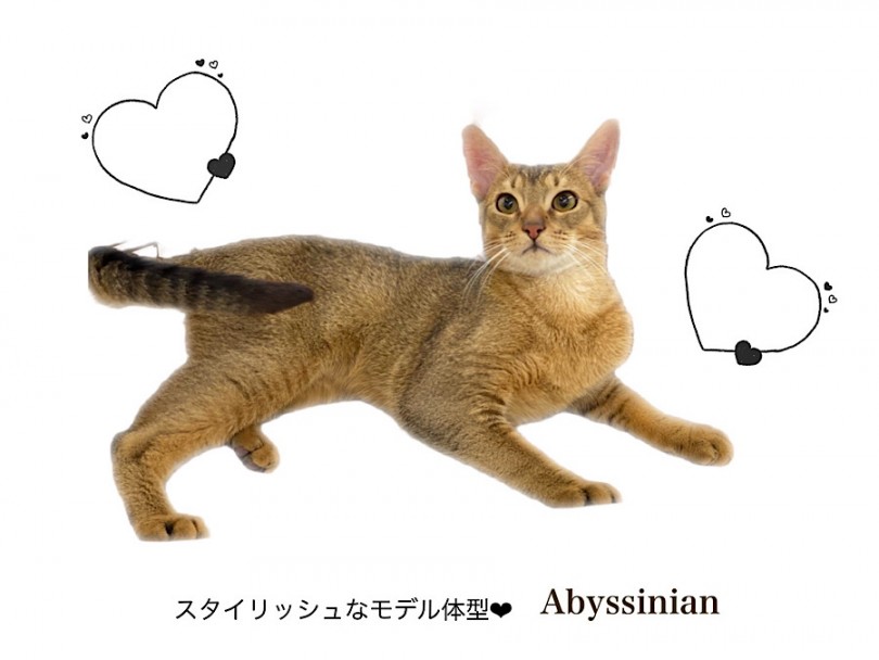 おおらかで人懐っこい性格の猫さん | アビシニアン （312093） - 横浜 港北ニュータウン店