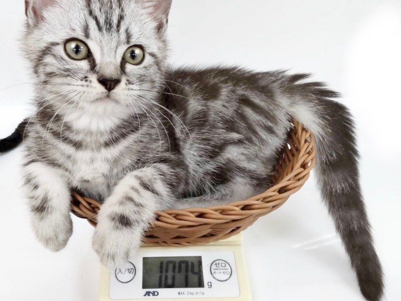 成猫時の推定は3kg～4kg程度 | アメリカンショートヘア （119336） - 梅島店