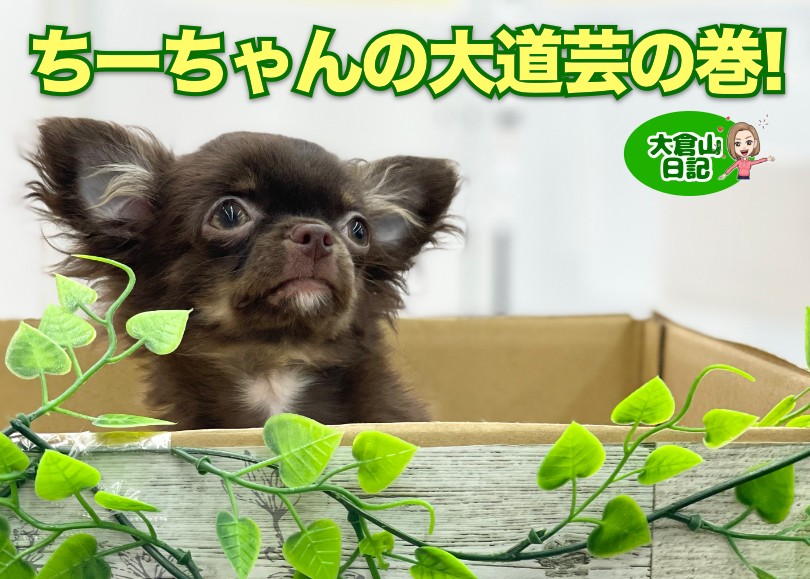 ちーちゃん様 チワワちゃん