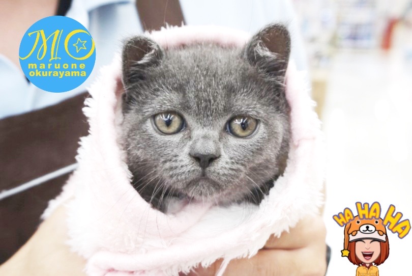 初めての方でも育てやすい猫ちゃんです！ | ブリテッシュショートヘア （6131164） - 横浜 大倉山店