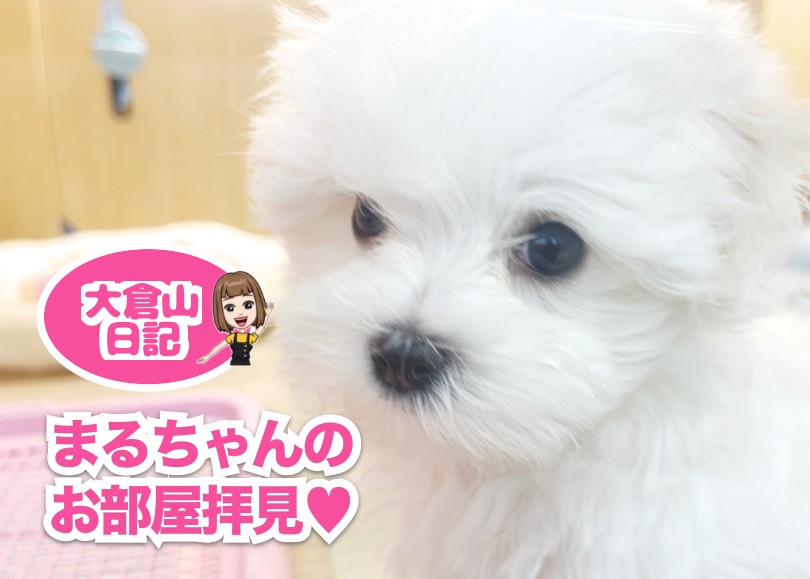 5/16 純白天使マルチーズ 】お部屋を覗いちゃうぞ！の巻