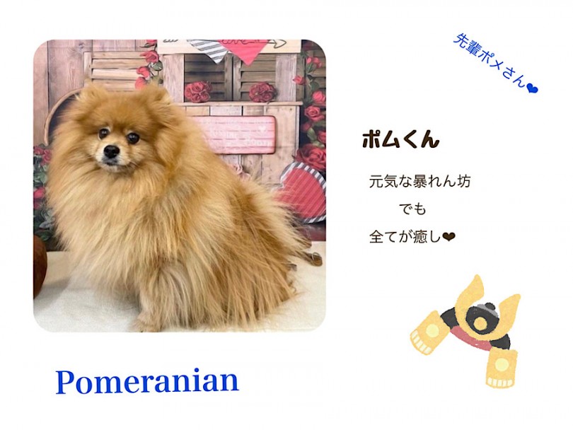 常連犬、ポムくん | ポメラニアン （312060） - 横浜 港北ニュータウン店