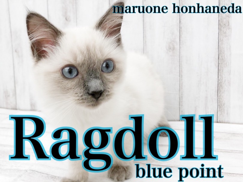 【 ラグドール 】初めてネコを飼うなら本羽田店のラグドールくんに決まり！