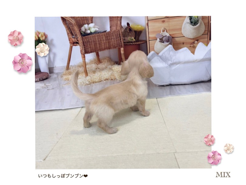アイボリー寄りの明るいクリーム色に、ホワイトのポイントカラー | MIX犬 チワックス （312104） - 横浜 港北ニュータウン店