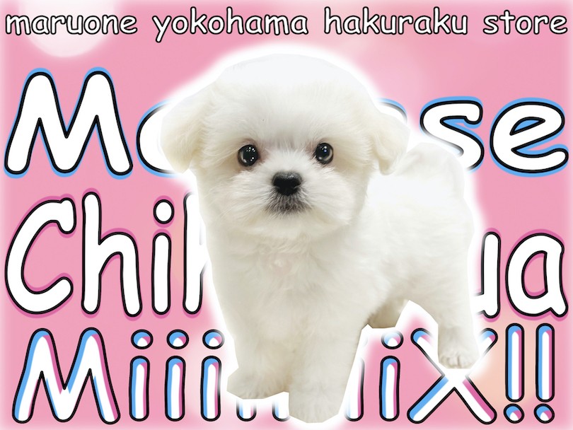 まるちわわんさま 専用です view_petimg.php?id=486214&