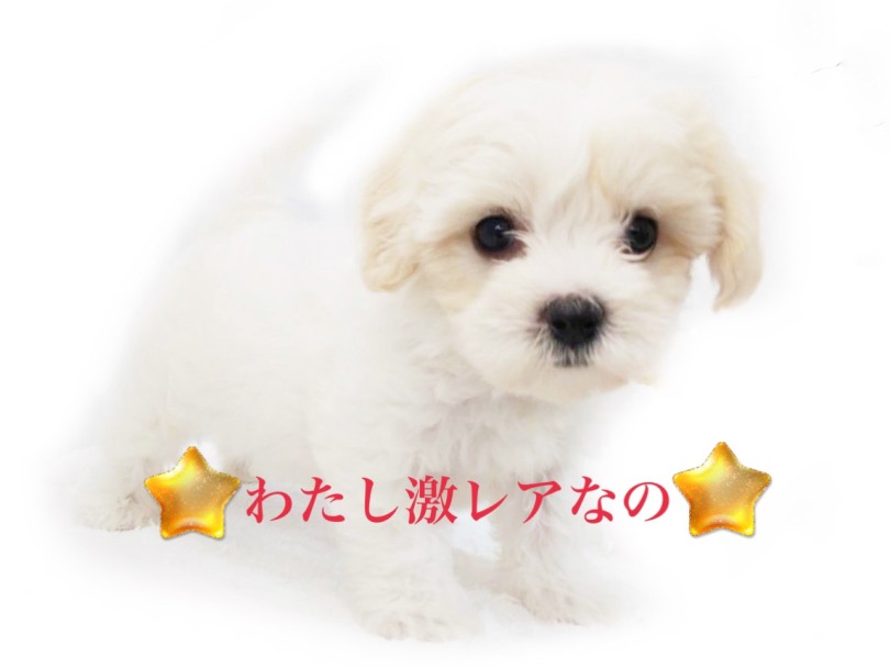 クォーターのキャバションちゃん | MIX犬 キャバション （413111） - さいたま 武蔵浦和店