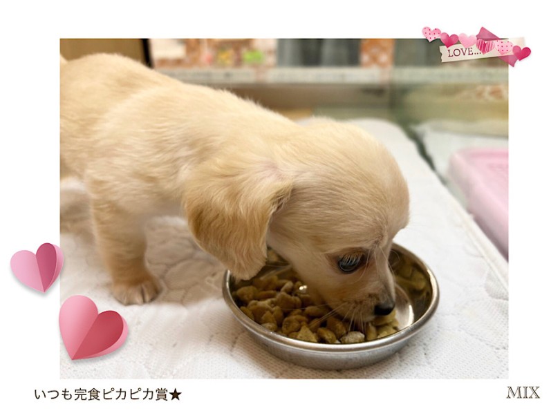 ミルクをお鼻や足に付けながらも、一生懸命に食べて完食 | MIX犬 チワックス （312104） - 横浜 港北ニュータウン店