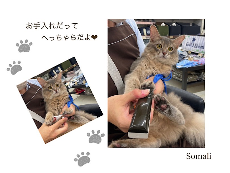 生後9ヶ月の猫さんだからオススメ | ソマリ （312105） - 横浜 港北ニュータウン店