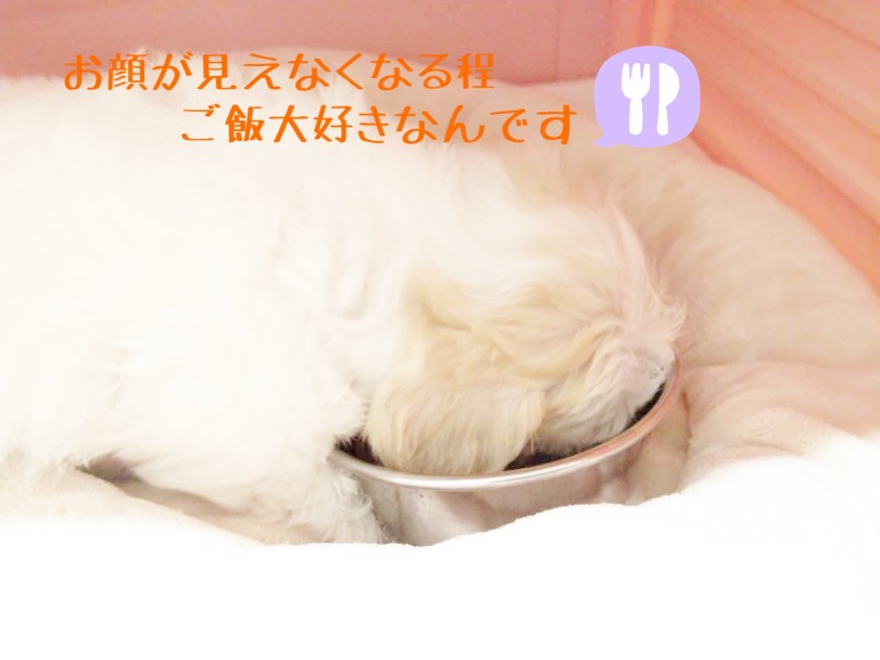 1日の流れ | MIX犬 キャバション （413111） - さいたま 武蔵浦和店