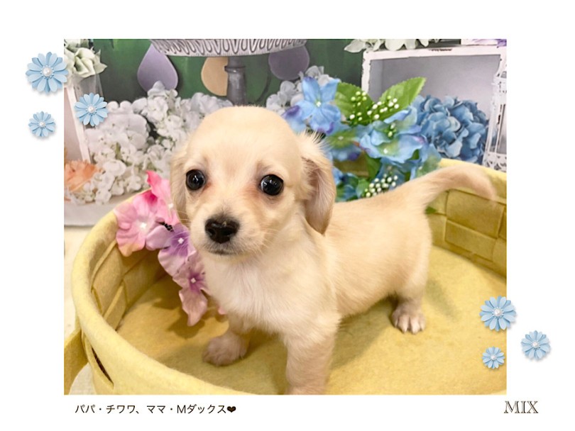 胴長短足ボディ | MIX犬 チワックス （312104） - 横浜 港北ニュータウン店
