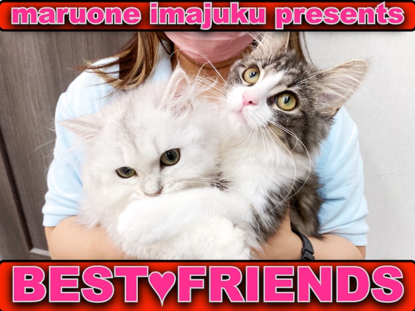【 わんにゃんマニア 】猫フレンドトレーニング！仲良くなるまでをリアルにお届け！