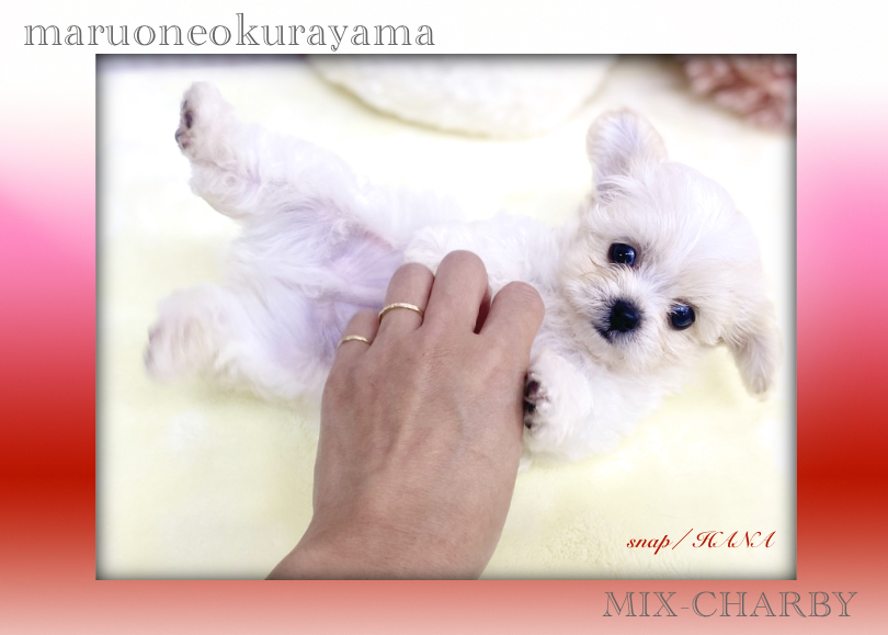 今の所要求吠えはしてきていません！ | MIX犬 チャービー （6131175） - 横浜 大倉山店