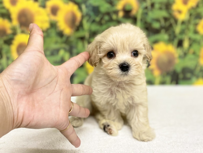 小さめサイズに成長中！ | MIX犬 マルプー （6131180） - 横浜 大倉山店