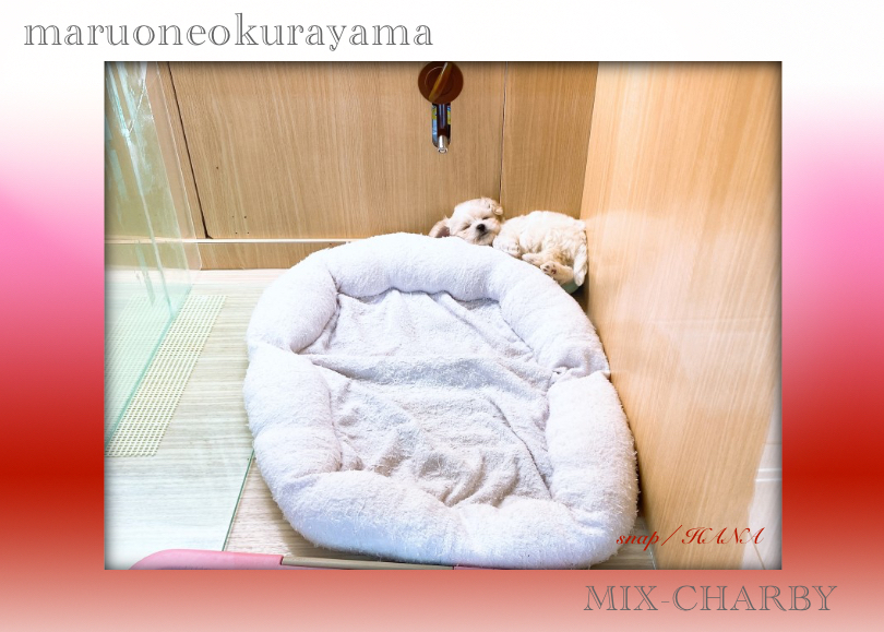 足短めの小さめサイズに成長中！ | MIX犬 チャービー （6131175） - 横浜 大倉山店