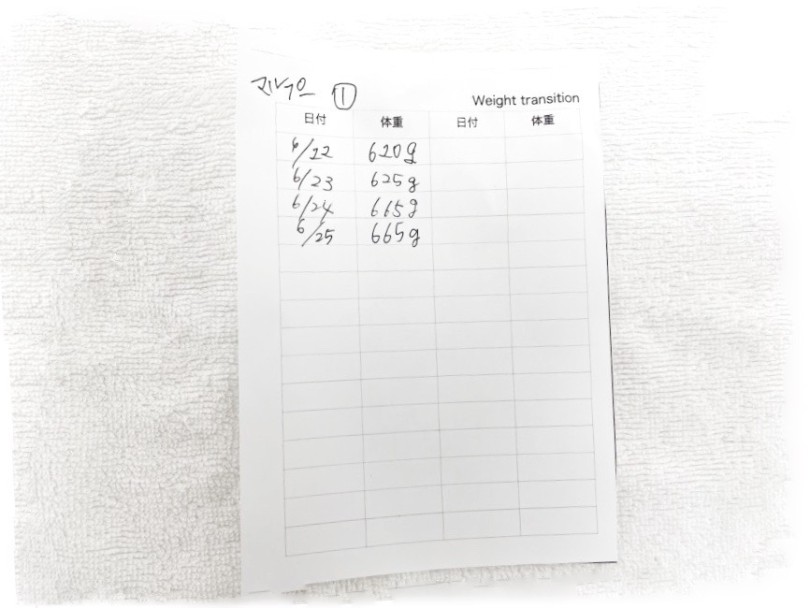 体重測定表 | MIX犬 マルプー （713886） - 横浜 鶴見店