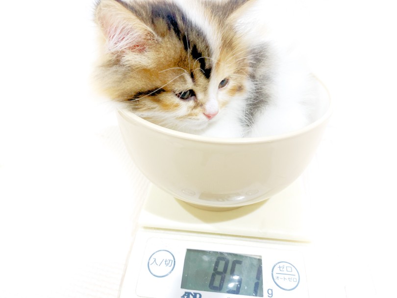 生後60日の体重は851g 成猫時予想体重は4.5kg前後 | マンチカン （11903） - 横浜 白楽店