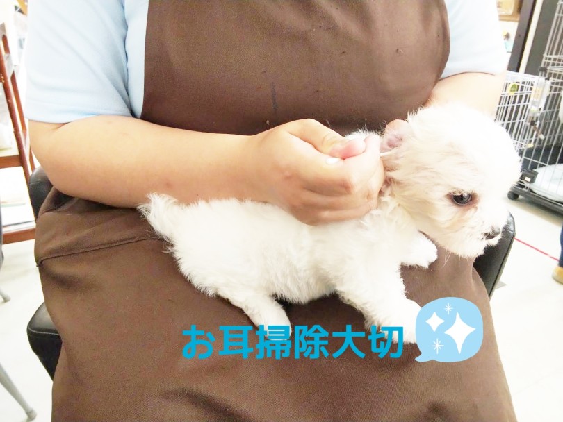 お耳が垂れ耳ちゃんのため、3日に1回の頻度でお耳掃除をしてあげてください！ | MIX犬 キャバション （413111） - さいたま 武蔵浦和店