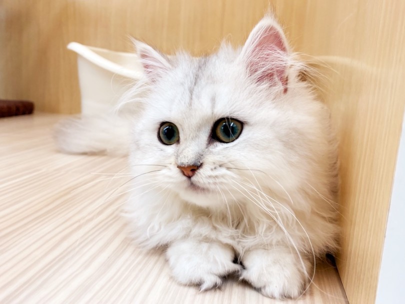 ニックネーム：ぺーちゃん | 猫フレンドトレーニング - 横浜 今宿店