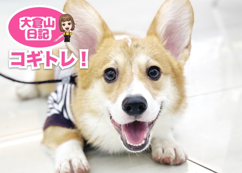 【T♡ちゃんページ】 ☆チワックスさんとコーギーさん☆ 6/12 コギトレ 】トレーニング頑張ってるよ！僕はおりコーギー