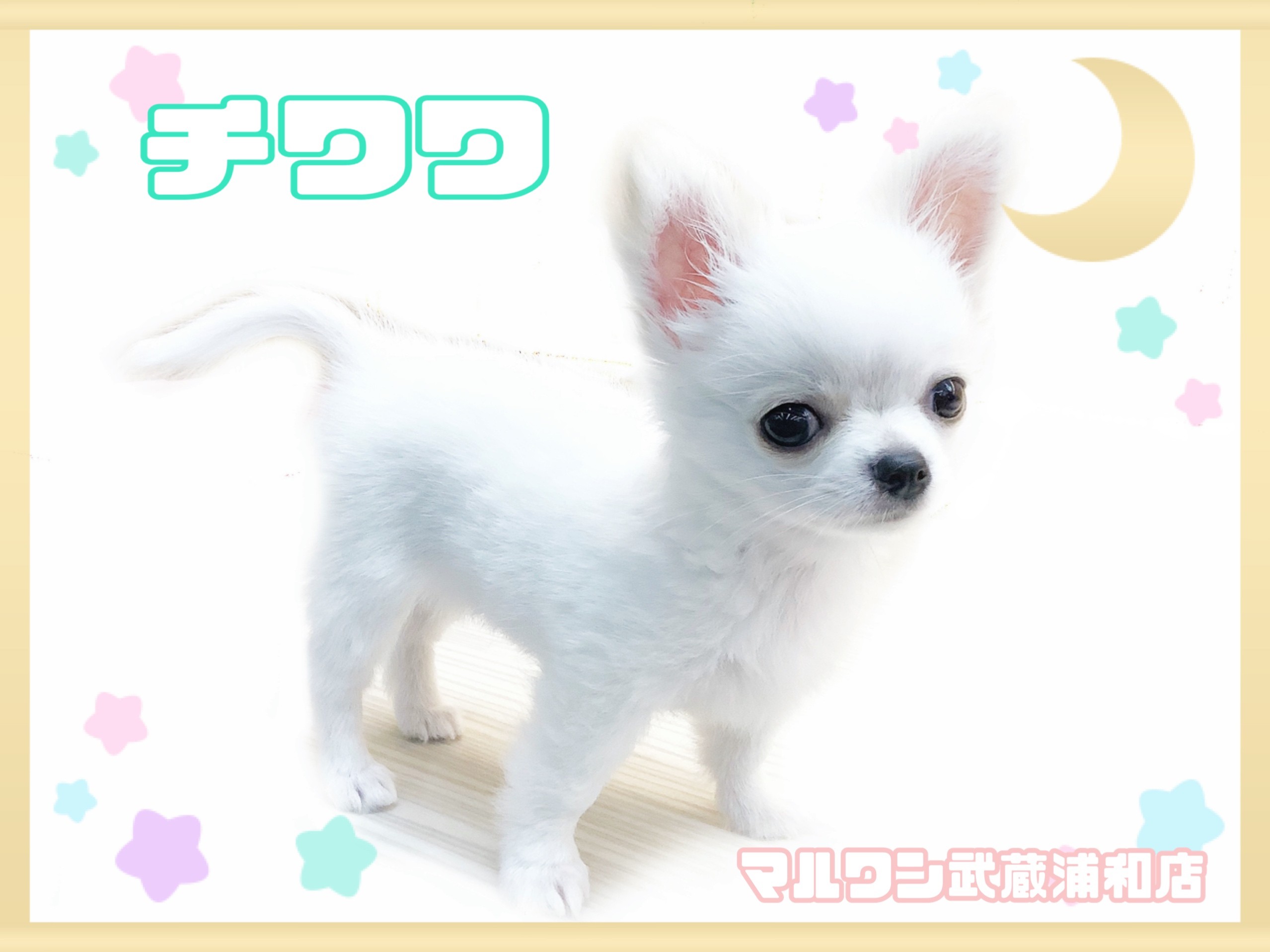 チワワ 】生後100日で868g！！涙やけのない美白女子
