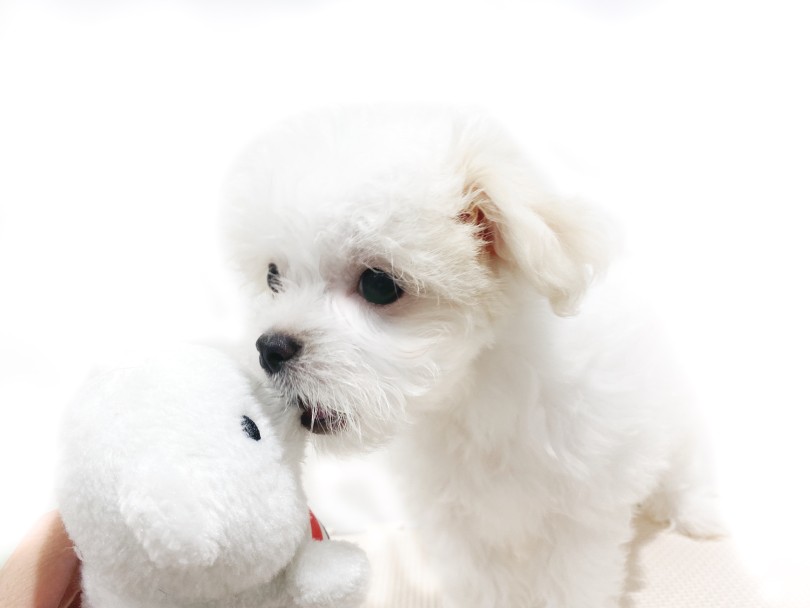 大好きなおもちゃはシロクマのおもちゃ！ | MIX犬 チワマル （11902） - 横浜 白楽店