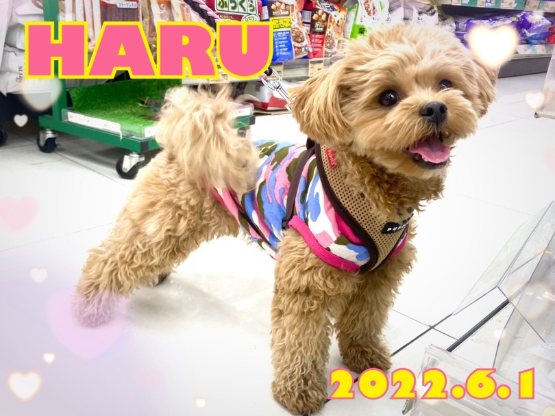 MIXのHARUちゃん | 365プロジェクトデイリー【6月版】 - 横浜 大倉山店