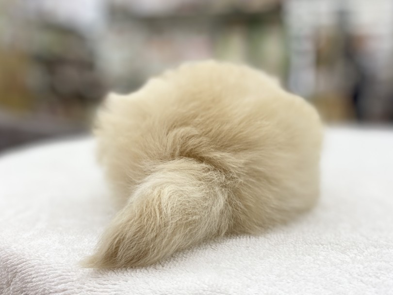 お尻がまん丸ですごく可愛いんです！ | MIX犬 マルプー （6131177） - 横浜 大倉山店