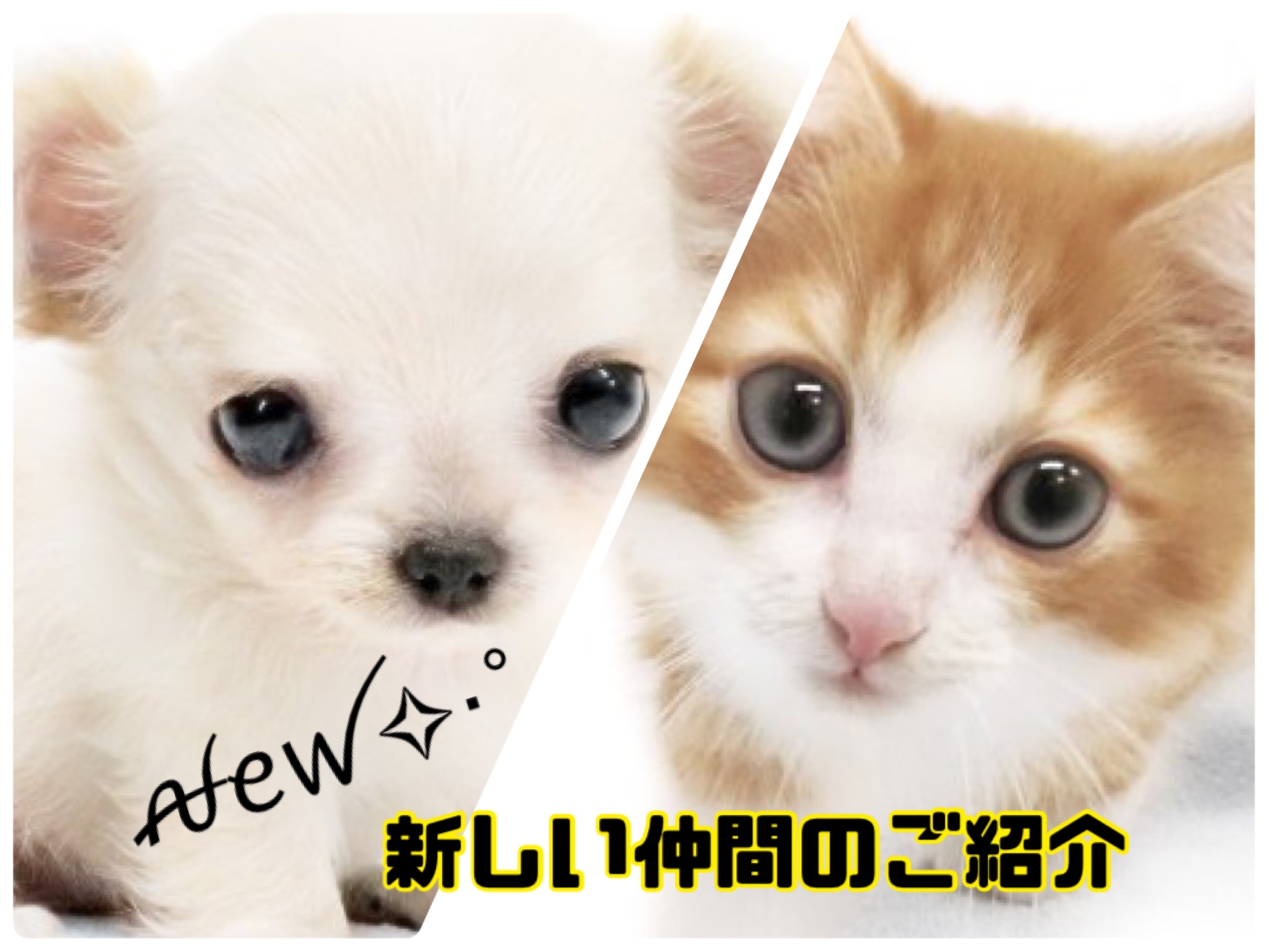 6/4新しい仲間達 】チワワちゃんとノルちゃんが仲間入りしました