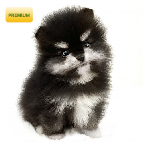 ポメラニアン | ペットショップ マルワン 小さめ子犬 美形な子猫