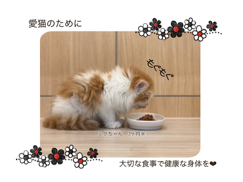 ご飯は元気でいるために大切なもの | 猫さんの気になる食べ飽き・食べムラには理由がある！ - 横浜 港北ニュータウン店