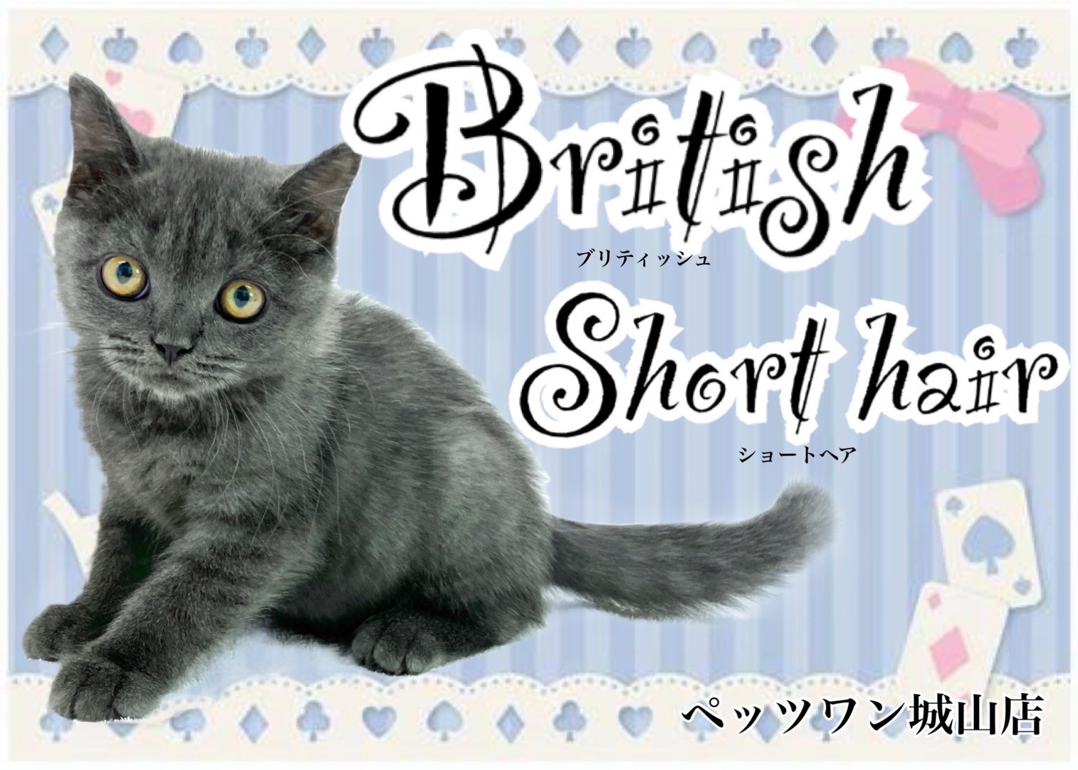 ブリティッシュショートヘア 】丸顔の愛らしさと美しい被毛を併せ持つ