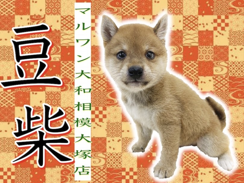 【 豆柴 】柴犬よりも更に小さい！フレンドリーで表情豊かな大人気の日本犬マメ柴！