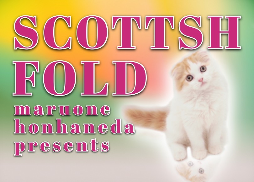 スコティッシュフォールド 】温厚な赤白にゃんこの注目ポイント4選