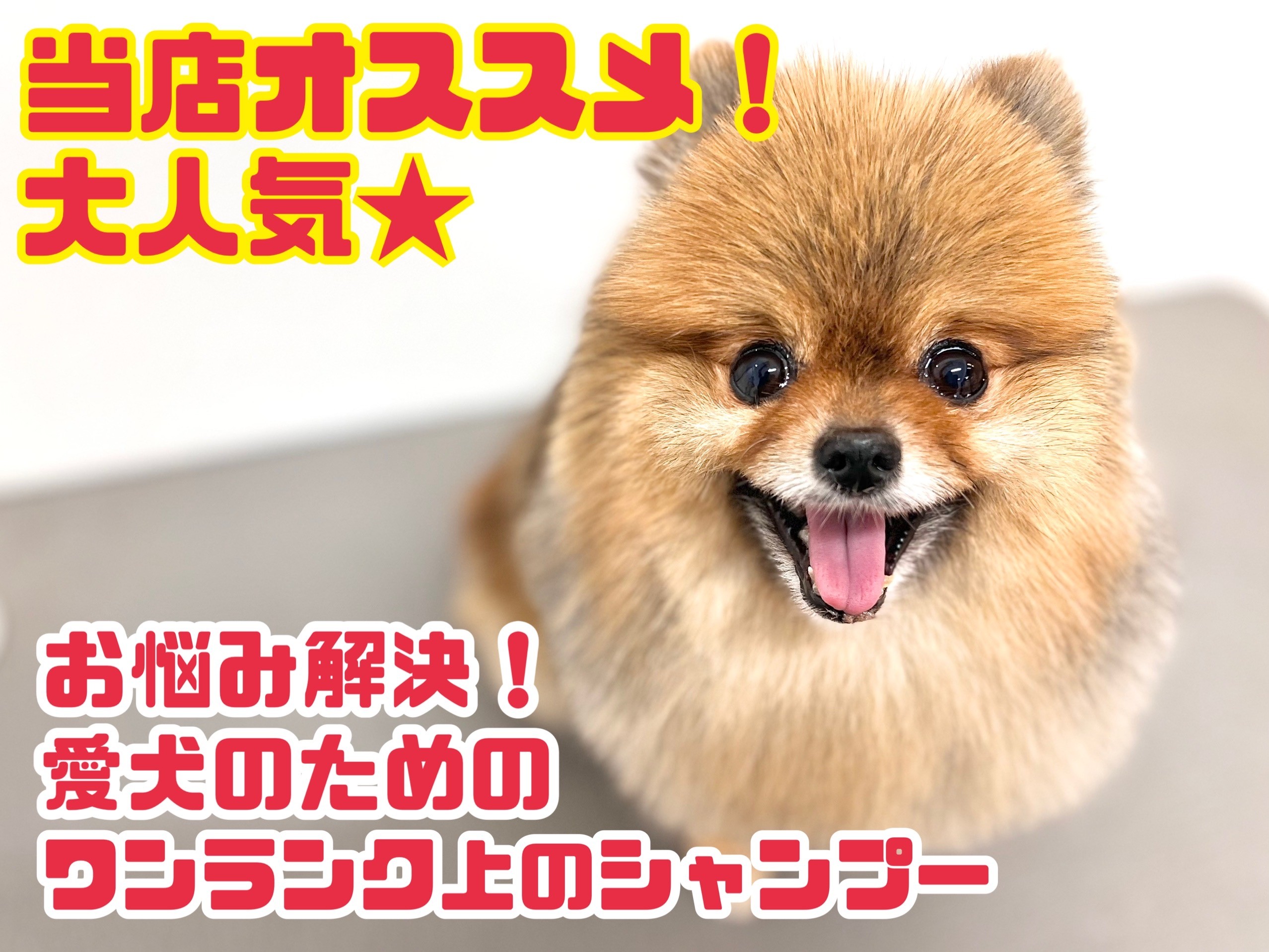 【 元町トリミング 】お悩み解決！愛犬のためのセミオーダー