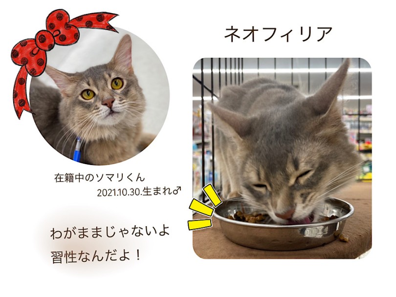 猫さんの習性ネオフィリアって？ | 猫さんの気になる食べ飽き・食べムラには理由がある！ - 横浜 港北ニュータウン店