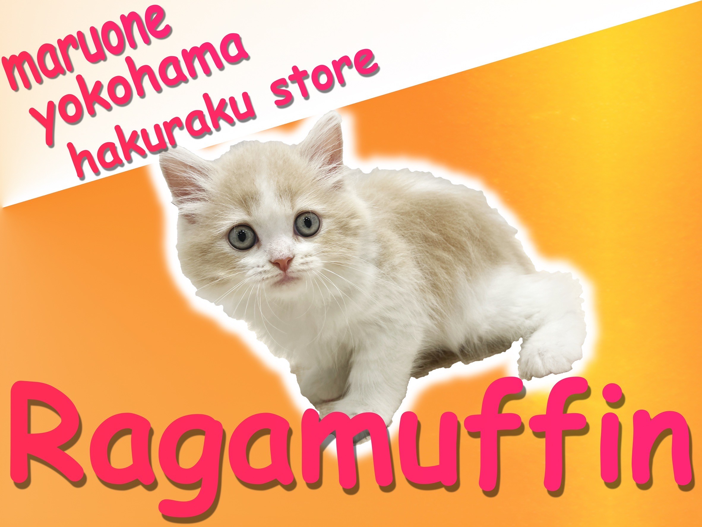ラガマフィン 】遊ぶの大好きな優しい性格！飼いやすさ抜群の