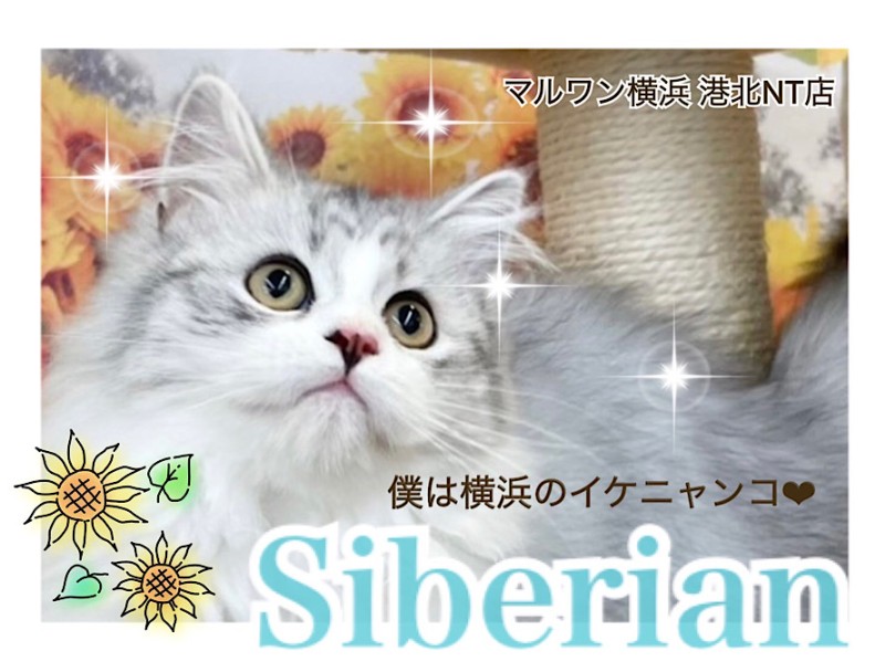 サイベリアン 】子猫なのにイケメンすぎる4ヶ月のサイベリアン君