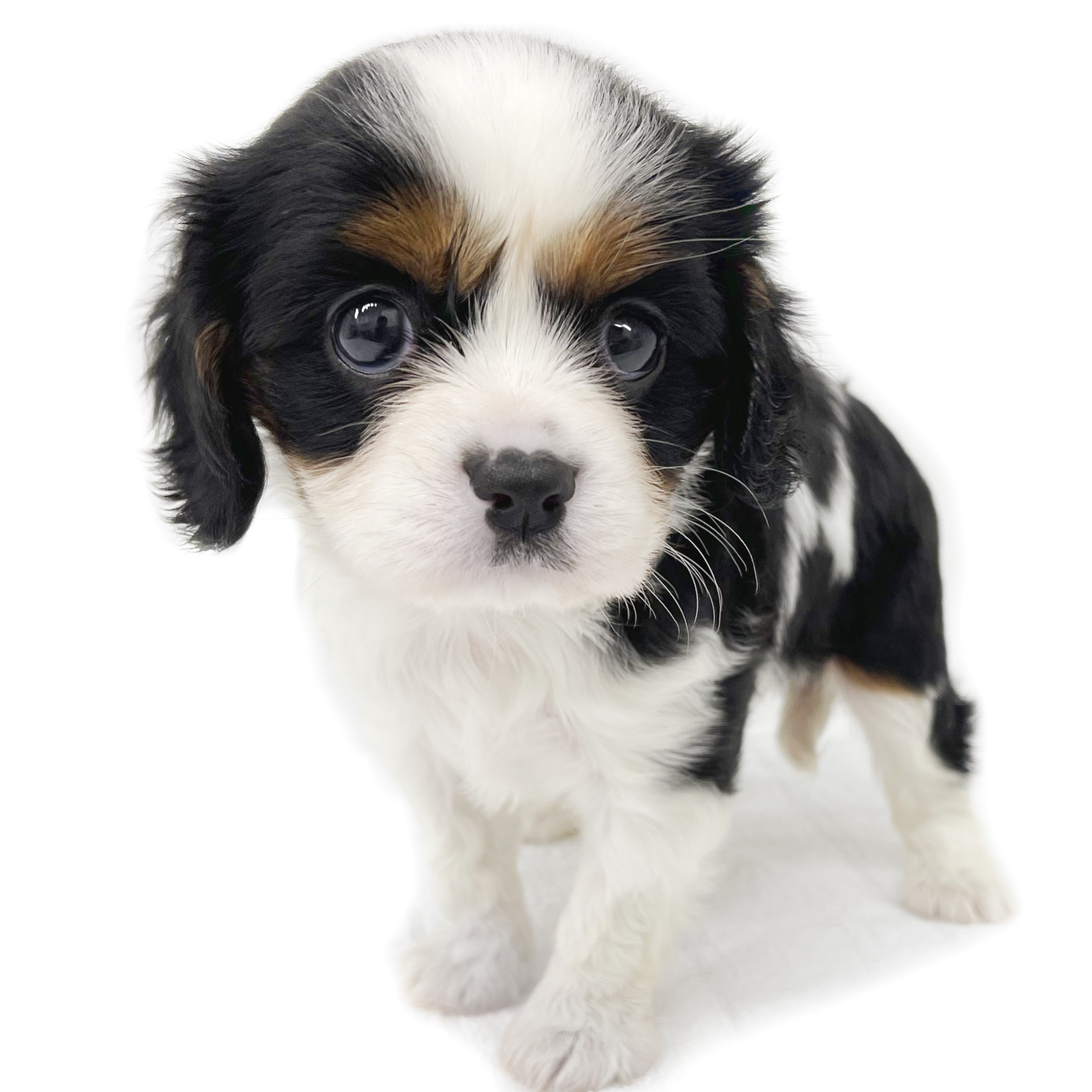 キャバリア・キングチャールズ・スパニエル | ペットショップ マルワン