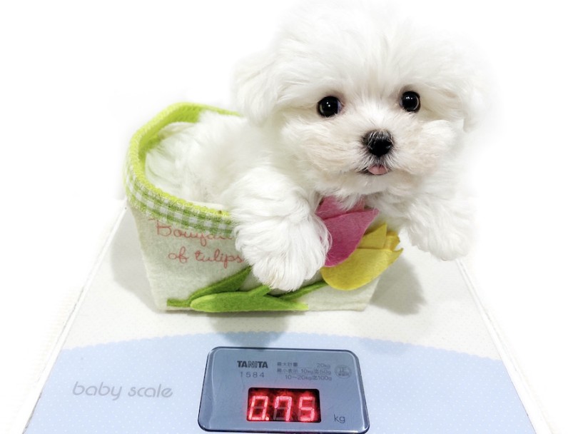 成犬時予想体重は、2.0~4.0kg前後になるかな | マルチーズ （11915） - 横浜 白楽店