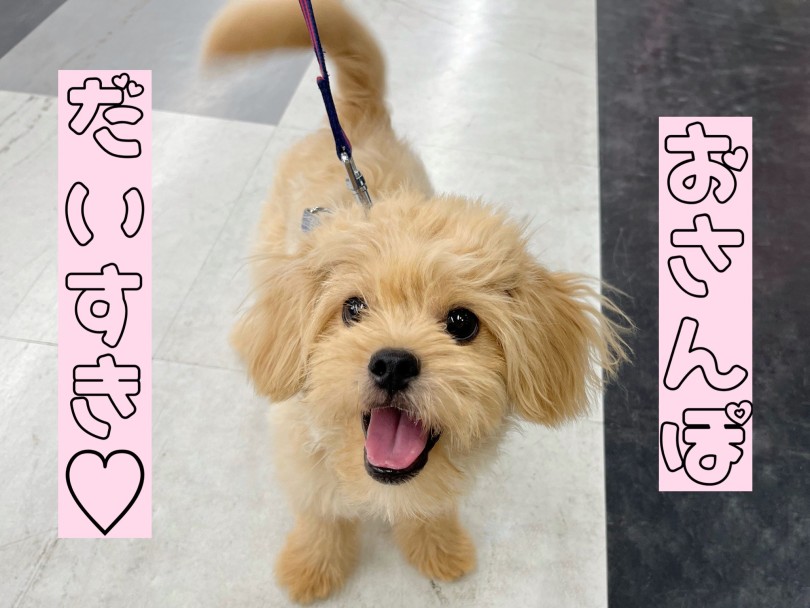 店内でのお散歩トレーニングを始めました！ | MIX犬 ペキプー （119328） - 梅島店
