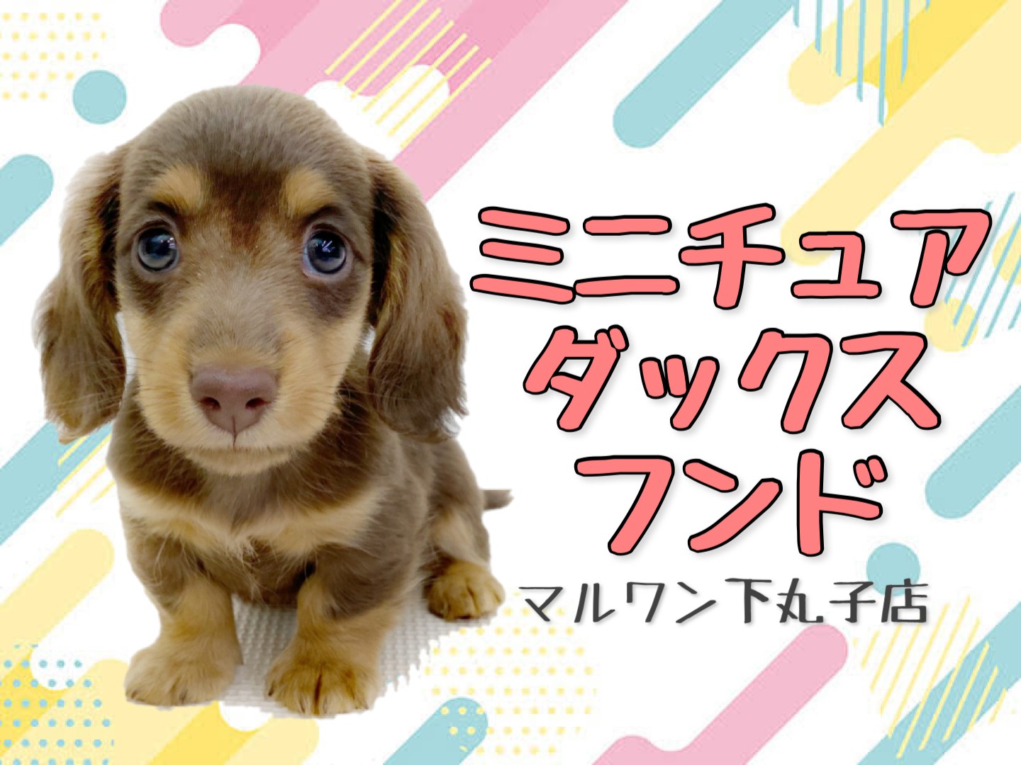 シーグラスアート ミニチュアダックス 犬