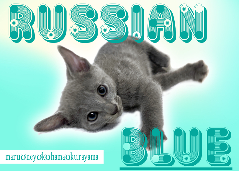 【 ロシアンブルー 】上品で気品溢れる美猫！5つの魅力に迫る！
