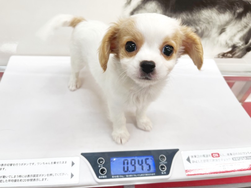 生後2ヶ月半の体重は945g | MIX犬 チワキャバ （140941） - 横浜 元町店