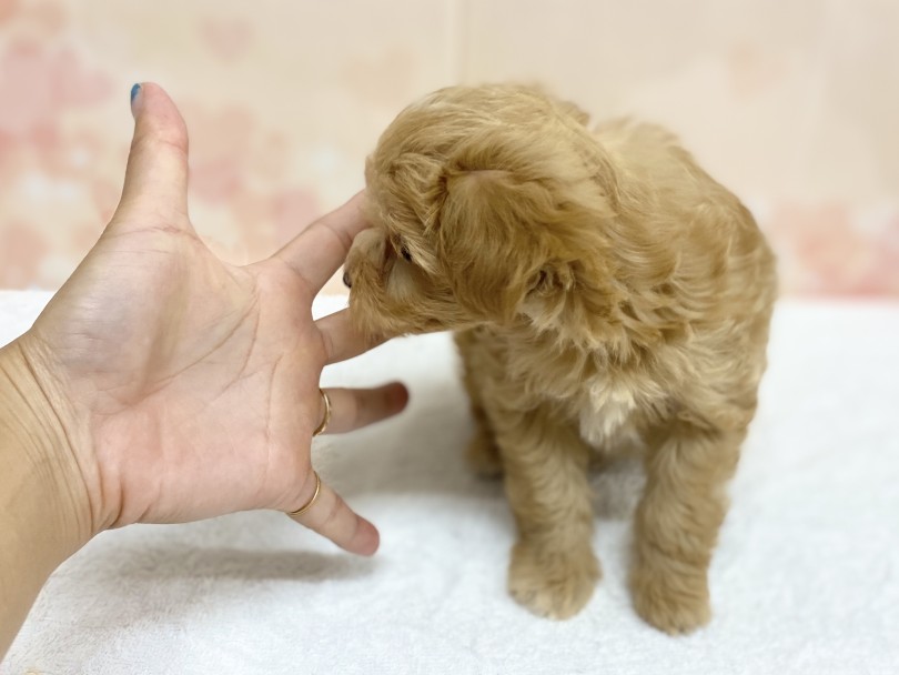 手のひらと比較してもこんなに小さい♡ | MIX犬 マルプー （6131192） - 横浜 大倉山店