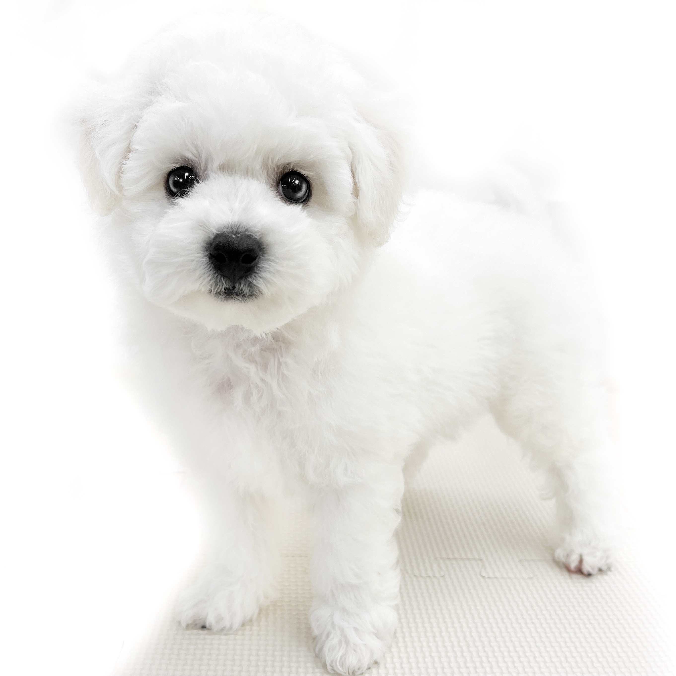 ビションフリーゼ | ペットショップ マルワン 小さめ子犬 美形な