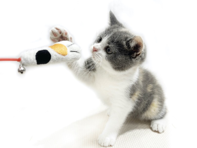 猫パンチ！というよりかは優しく猫タッチ。（笑） | ブリティッシュショートヘア （11912） - 横浜 白楽店