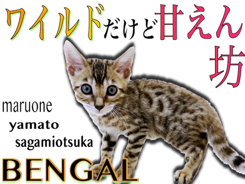 【 ベンガル 】ワイルドな見た目だけど超甘えん坊！ギャップNo.1のヒョウ柄猫！