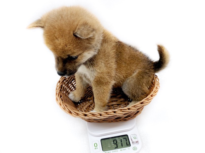 成犬時体重は4~7kgと柴犬よりも圧倒的に小さい | 豆柴 （120553） - 横浜 今宿店