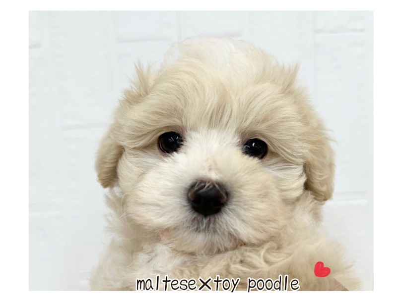 最強のミックス犬マルプー！ | MIX犬 マルプー （312116） - 横浜 港北ニュータウン店