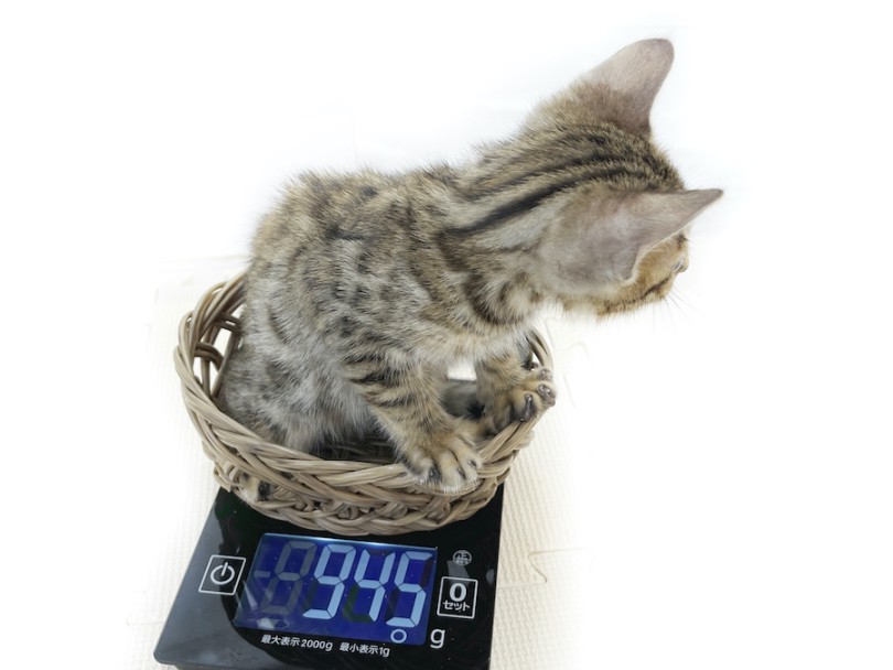 生後60日の体重は945g。ベンガルの子猫としてはちょうど平均体重 | ベンガル （814762） - 大和 相模大塚店